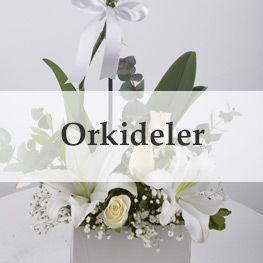 Orkideler