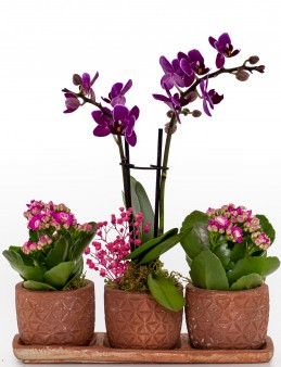 Renkli Trio Plus Serisi Kalanchoe ve Mini Orkide  çiçek gönder