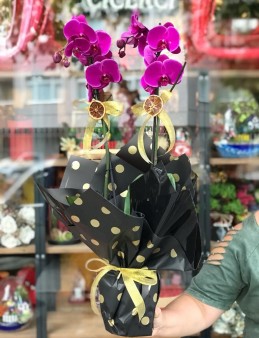 Mor Orkide Butik Tasarım Serisi  çiçek gönder