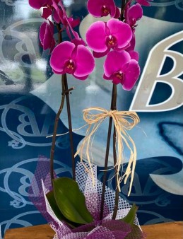 Ebru Sanatı ile süslenmiş Beton Saksıda 2 Dal Fuşya Orkide Orkideler çiçek gönder