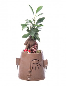 Arati Serisi Ficus Ginseng Bonsai Tasarım Saksı Çiçekleri çiçek gönder