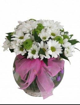Cam fanus içinde papatya   çiçek gönder