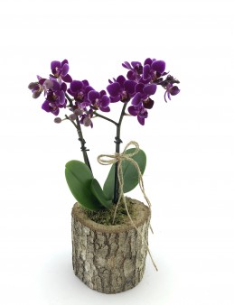 Kütükte Minyatür Orkide  çiçek gönder