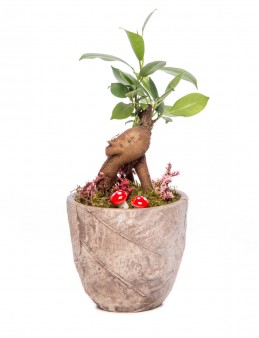 Wood Herba Serisi Ficus Gİnseng Bonsai Tasarım Saksı Çiçekleri çiçek gönder