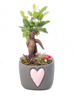 Cuore Serisi Ficus Ginseng Bonsai Tasarım Saksı Çiçekleri çiçek gönder