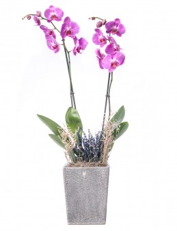 Büyük Orkide Serisi Orkide Tasarım  çiçek gönder