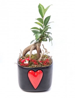 Cuore Serisi Ficus Ginseng Bonsai Tasarım Saksı Çiçekleri çiçek gönder