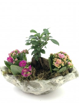 Doğa Harikası Bonsai ve Kalanchoe  Saksı Çiçekleri çiçek gönder