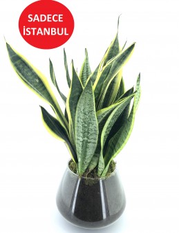 Sansevieria Bitkisi Saksı Çiçekleri çiçek gönder