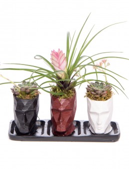 Trio Zeus Serisi Tillendsia Tasarım Saksı Çiçekleri çiçek gönder
