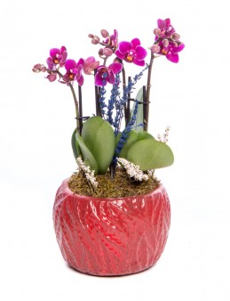 Maoka Serisi Mini Mor Orkide Tasarım  çiçek gönder