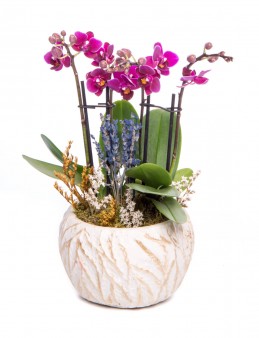 Maoka Serisi Mini Mor Orkide Tasarım Orkideler çiçek gönder