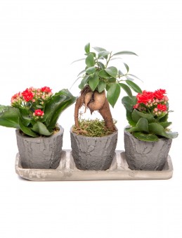 Trio Serisi Ficus Ginseng Bonsai Tasarım  çiçek gönder