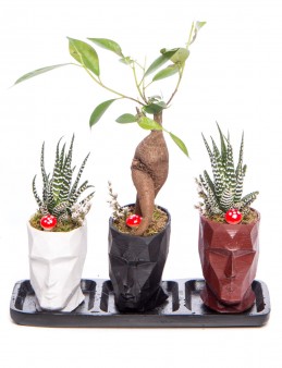 Trio Zeus Serisi Ficus Ginseng Bonsai Tasarım Saksı Çiçekleri çiçek gönder