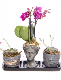 Trio Picto Gold Mini Mor Orkide Tasarım Orkideler çiçek gönder