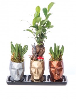 Trio Zeus Serisi Ficus Ginseng Bonsai Tasarım Saksı Çiçekleri çiçek gönder