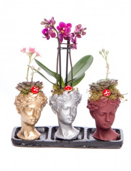 Trio Picta Hero Mini Orkide Tasarım  çiçek gönder