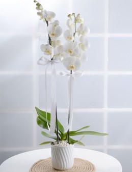 Masumiyet Timsali Beyaz Orkide  çiçek gönder