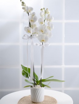 Çiftli Beyaz Orkide Orkideler çiçek gönder