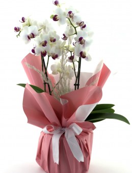 Classy Beyazlı  Orkide Orkideler çiçek gönder