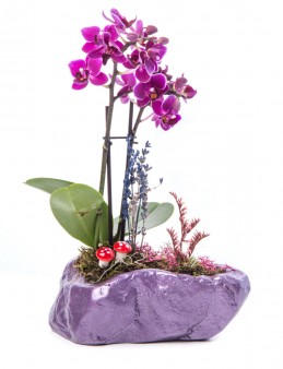 Pettam Serisi Mini Sarı Orkide Tasarım  çiçek gönder