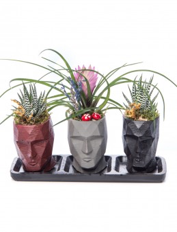 Trio Zeus Serisi Tillendsia Tasarım Saksı Çiçekleri çiçek gönder