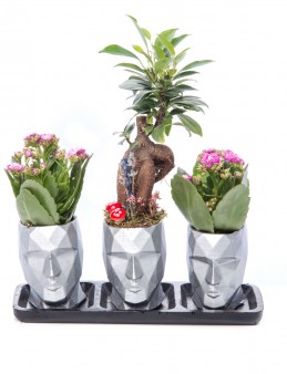 Trio Zeus Serisi Ficus Ginseng Bonsai Tasarım Saksı Çiçekleri çiçek gönder