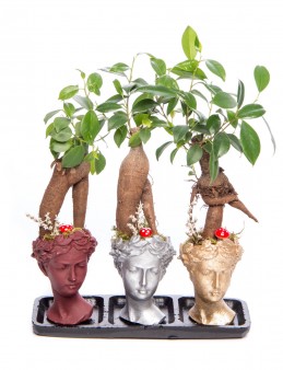 Trio Picta Hero Ficus Ginseng Bonsai Tasarım  çiçek gönder