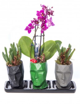 Trio Zeus Serisi Mini Mor Orkide ve Para Çiçeği Tasarım  çiçek gönder