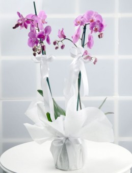 Toprak Kokusu Pembe Orkide Çiçeği  çiçek gönder