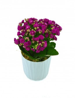 Kalanchoe Saksı Çiçeği  çiçek gönder