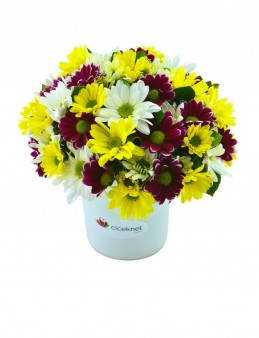 Renk Cümbüşü Papatya Aranjmanı  çiçek gönder