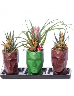 Trio Zeus Serisi Tillendsia Tasarım Saksı Çiçekleri çiçek gönder
