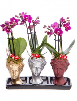 Trio Picta Hero Mini Mor Orkide Tasarım Orkideler çiçek gönder