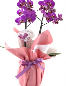 Classy Mor  Orkide Orkideler çiçek gönder