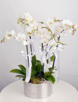 5 Dal Beyaz Orkide   çiçek gönder