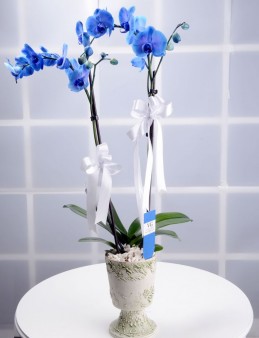 Hayalperest Mavi Orkide Çiçeği Orkideler çiçek gönder