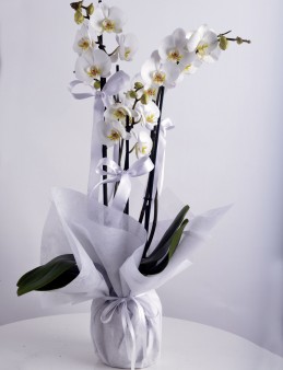 4 Dallı Beyaz Orkide Çiçeği.  çiçek gönder