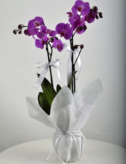 Çift Dallı Mor Orkide Çiçeği Orkideler çiçek gönder
