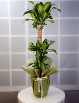 3 lü Dracena Massengena  Saksı Çiçeği.  çiçek gönder