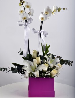 Hediye Kutusunda Çift Dallı Beyaz orkide....  çiçek gönder
