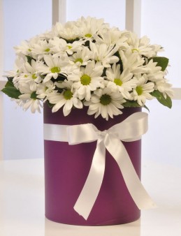 Papatya Güzeli  çiçek gönder