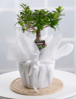 Manolya Bonsai Saksı Çiçekleri çiçek gönder