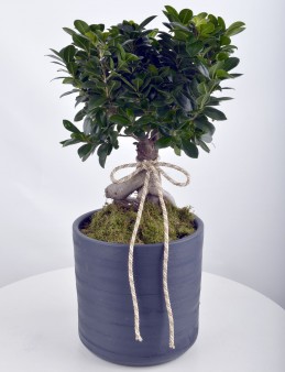 Manolya Bonsai  çiçek gönder