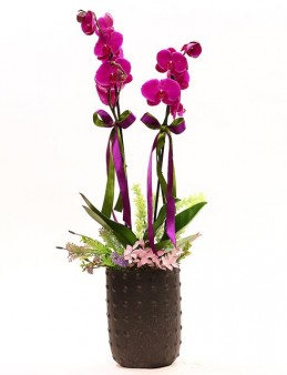 Siyah Vazoda Çift Dallı Orkide Orkideler çiçek gönder