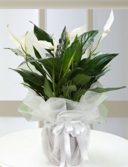 Spatifilyum Saksı Çiçeği  çiçek gönder