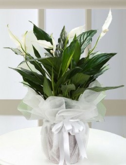 Spathiphyllum Bitkisi Saksı Çiçekleri çiçek gönder