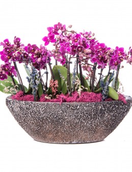 Segreto Serisi Mor Orkide Mix Tasarım  çiçek gönder
