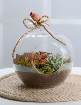 Orta Boy Elma Terrarium  çiçek gönder