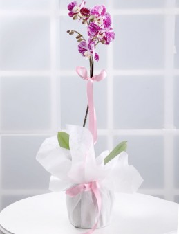 Bir Tek Sen Pembe Orkide Çiçeği Orkideler çiçek gönder